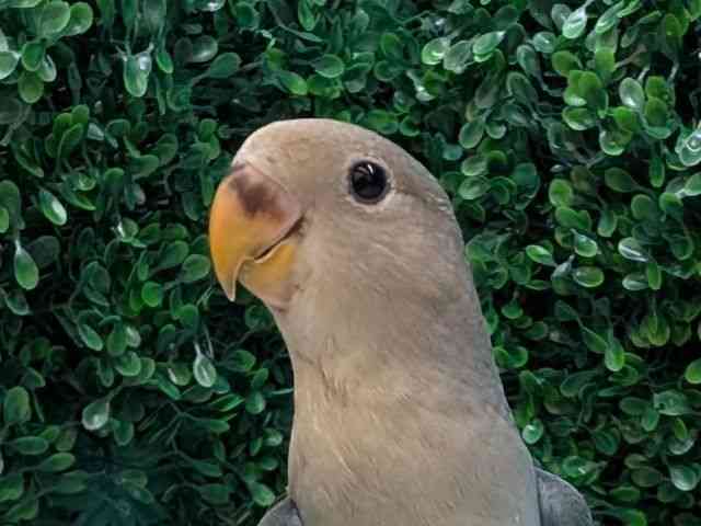 
                    コザクラインコ