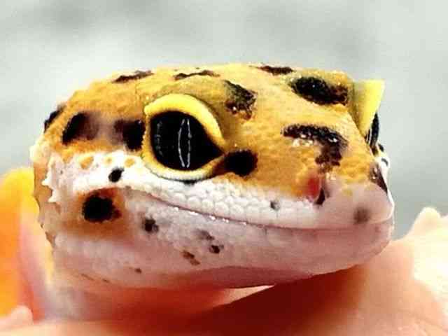 ヒョウモントカゲモドキ