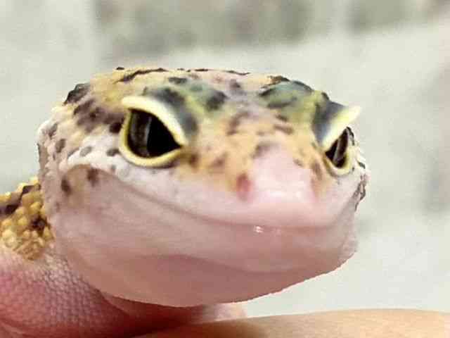 ヒョウモントカゲモドキ