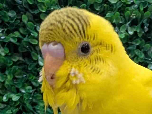 
                    セキセイインコ