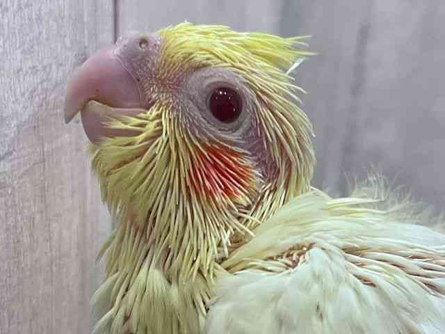 
                    オカメインコ