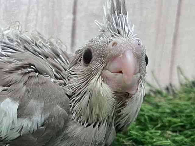 
                    オカメインコ