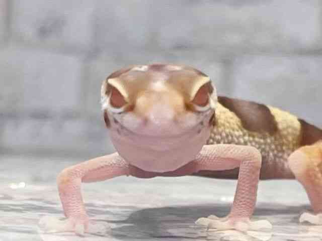 ヒョウモントカゲモドキ