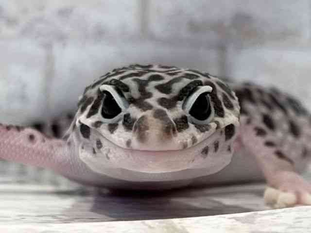 ヒョウモントカゲモドキ