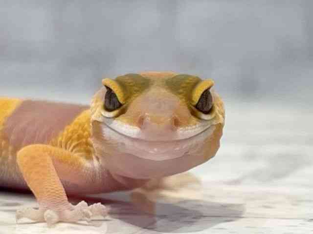 ヒョウモントカゲモドキ