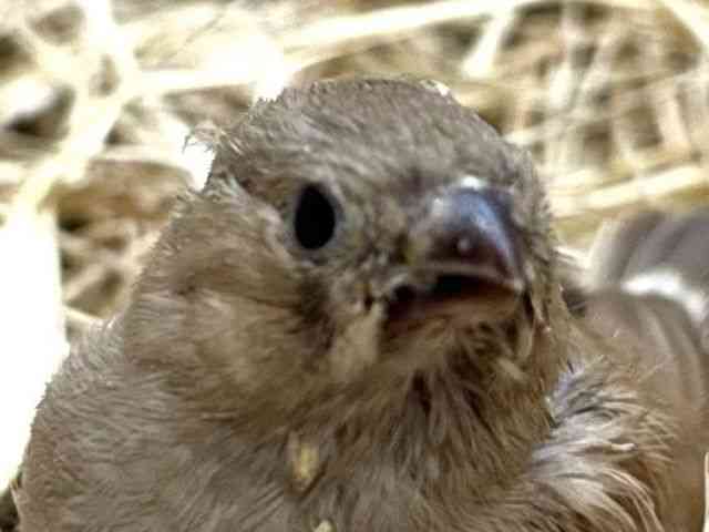 
                    キンカチョウ