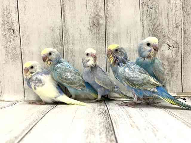 
                    セキセイインコ