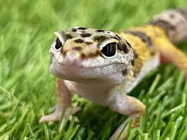 ヒョウモントカゲモドキ