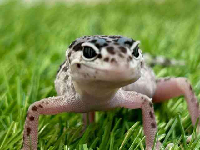 ヒョウモントカゲモドキ
