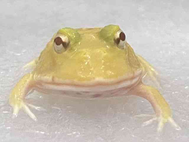 クランウェルツノガエル