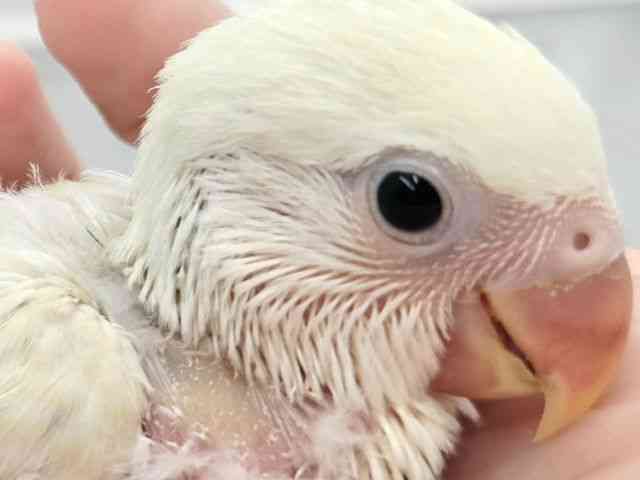 
                    コザクラインコ