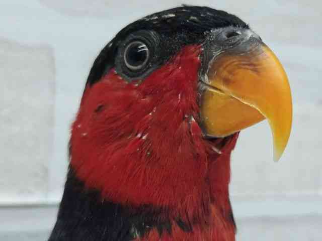 
                    オトメズグロインコ