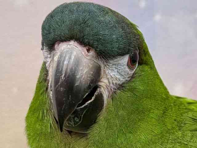 
                    コミドリコンゴウインコ