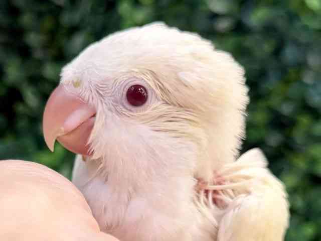 
                    オキナインコ
