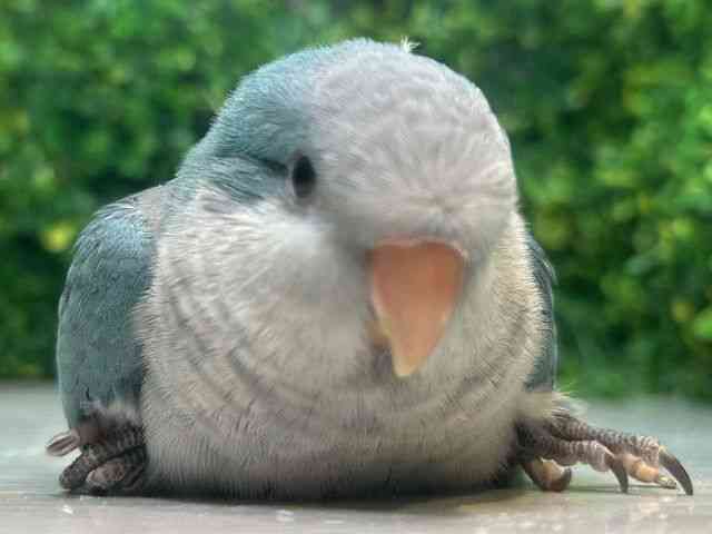 
                    オキナインコ