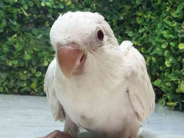 
                    オキナインコ
