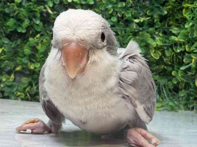 
                    オキナインコ