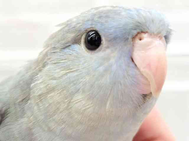 
                    サザナミインコ