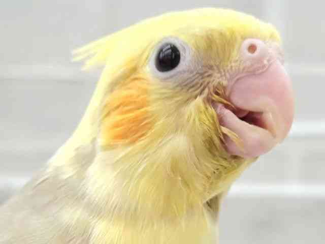 
                    オカメインコ