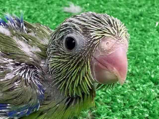 
                    マメルリハ