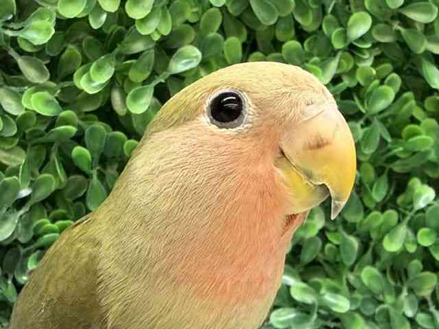 
                    コザクラインコ