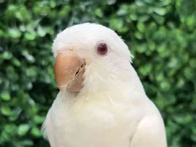 
                    オキナインコ