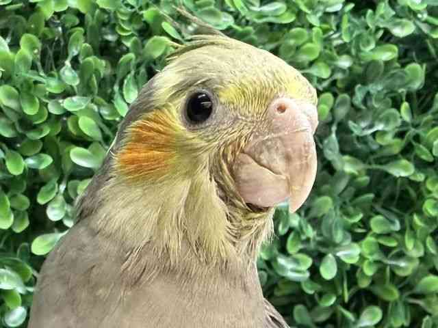 
                    オカメインコ