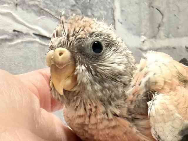 
                    アキクサインコ