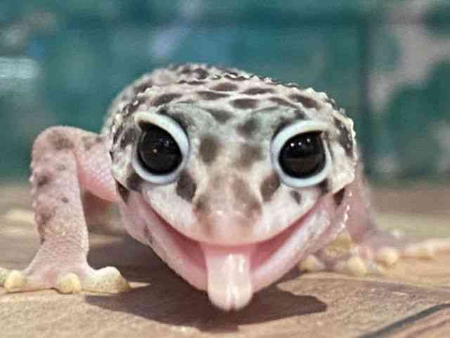 ヒョウモントカゲモドキ