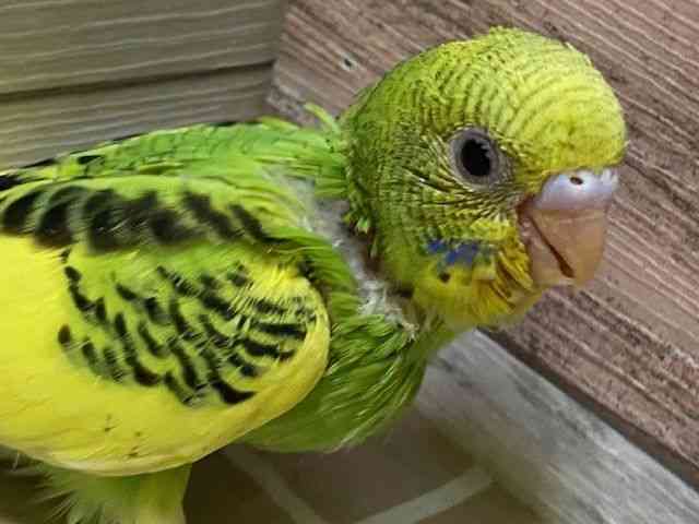 
                    セキセイインコ