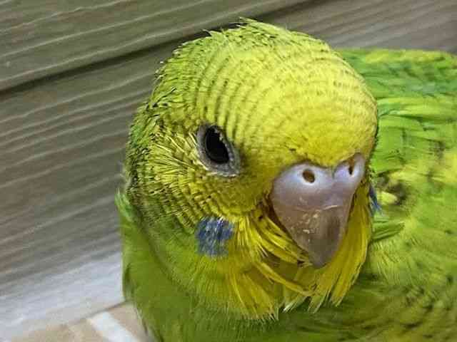 
                    セキセイインコ