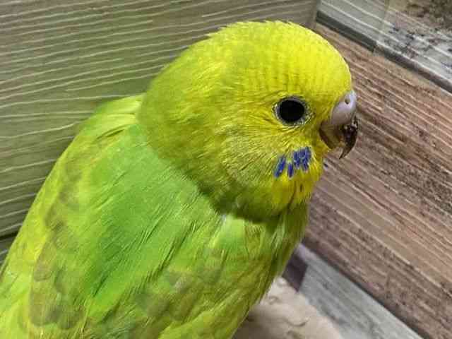 
                    セキセイインコ
