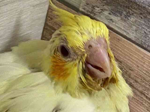 
                    オカメインコ