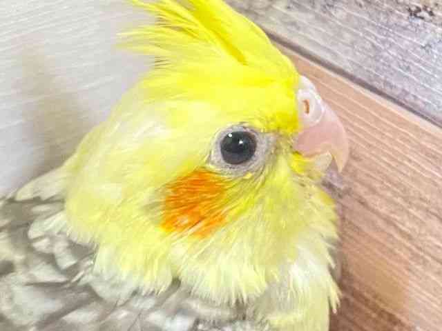 
                    オカメインコ
