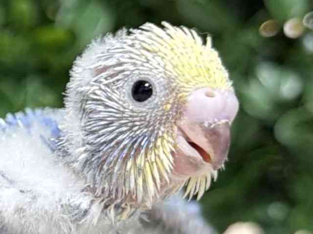 
                    セキセイインコ