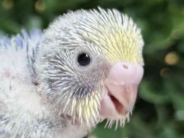 
                    セキセイインコ