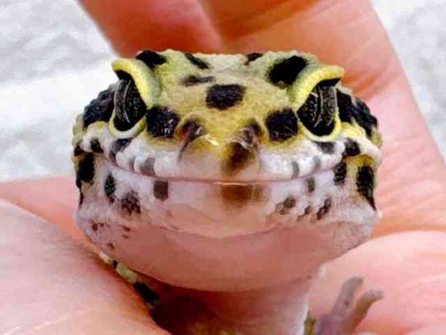 ヒョウモントカゲモドキ