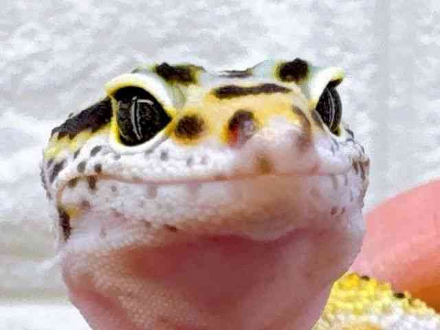 ヒョウモントカゲモドキ