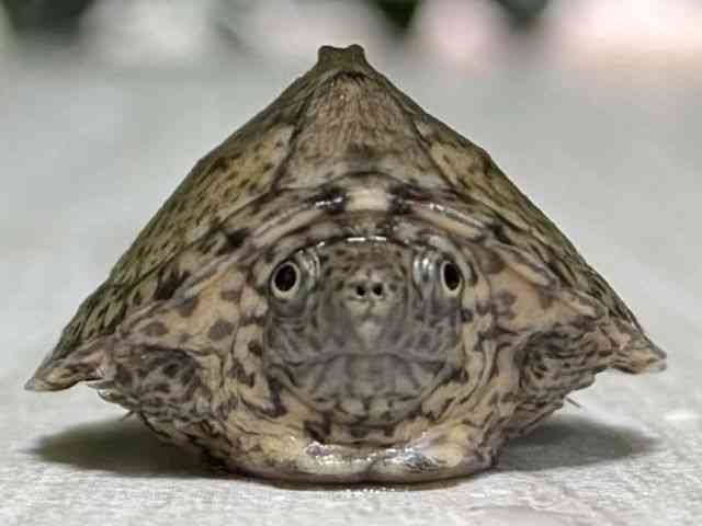 カブトニオイガメ