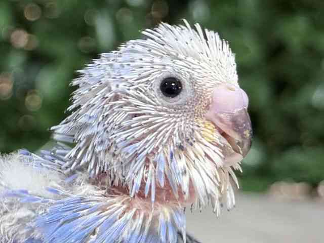 
                    セキセイインコ