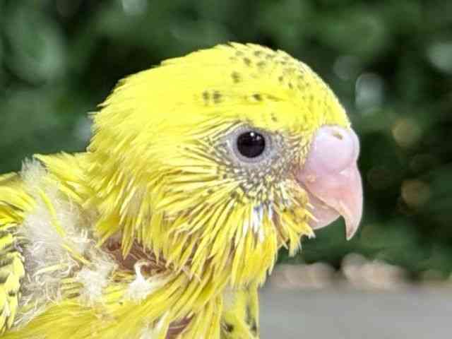 
                    セキセイインコ