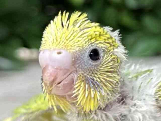 
                    セキセイインコ