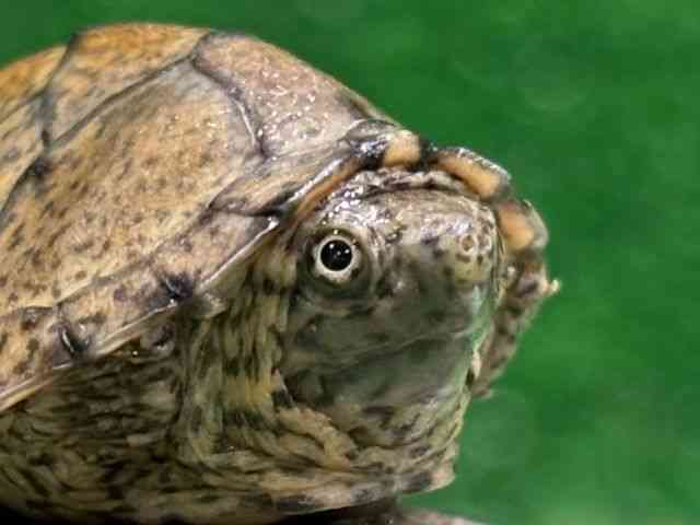 カブトニオイガメ