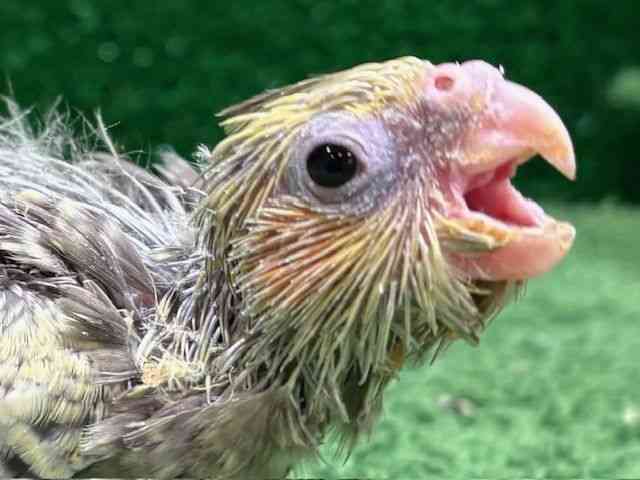 
                    オカメインコ