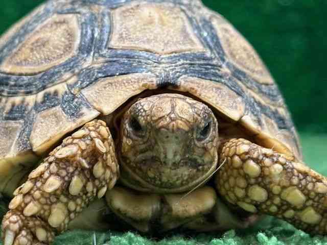 ヒョウモンガメ