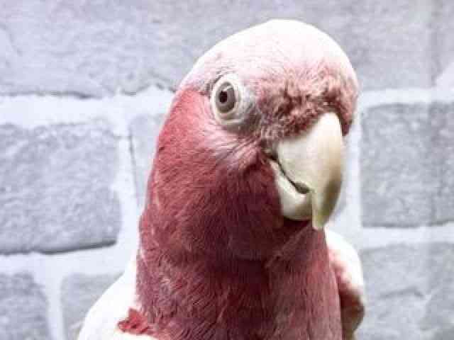 
                    モモイロインコ