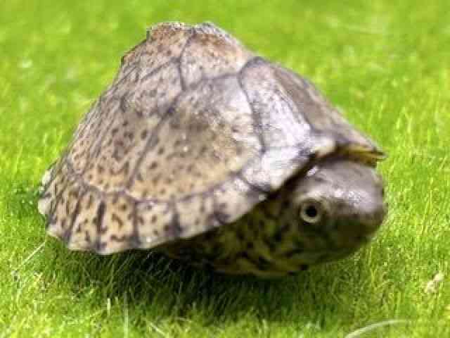カブトニオイガメ