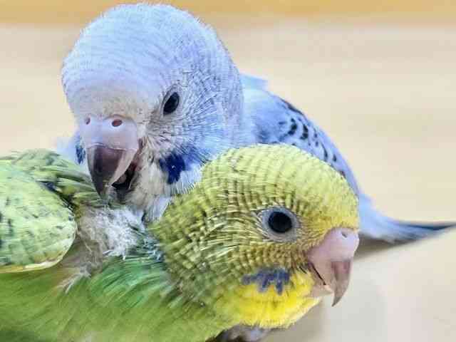 
                    セキセイインコ