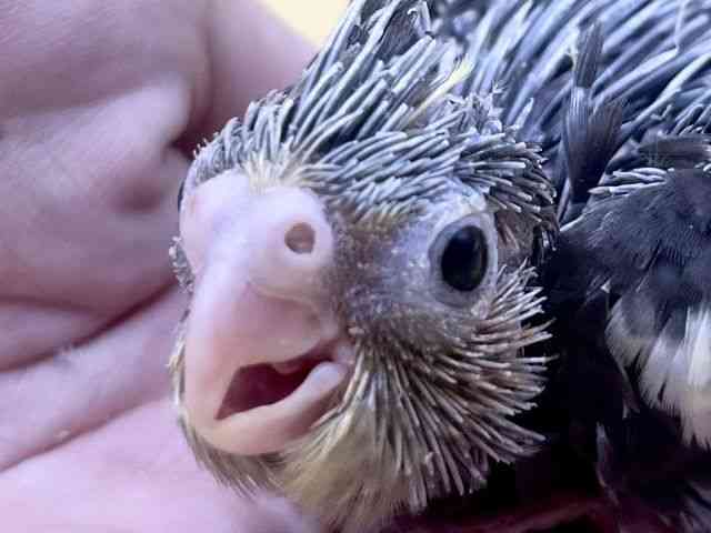 
                    オカメインコ
