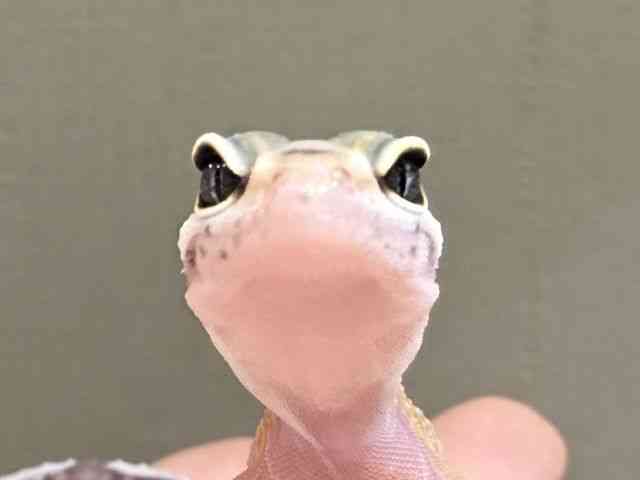ヒョウモントカゲモドキ